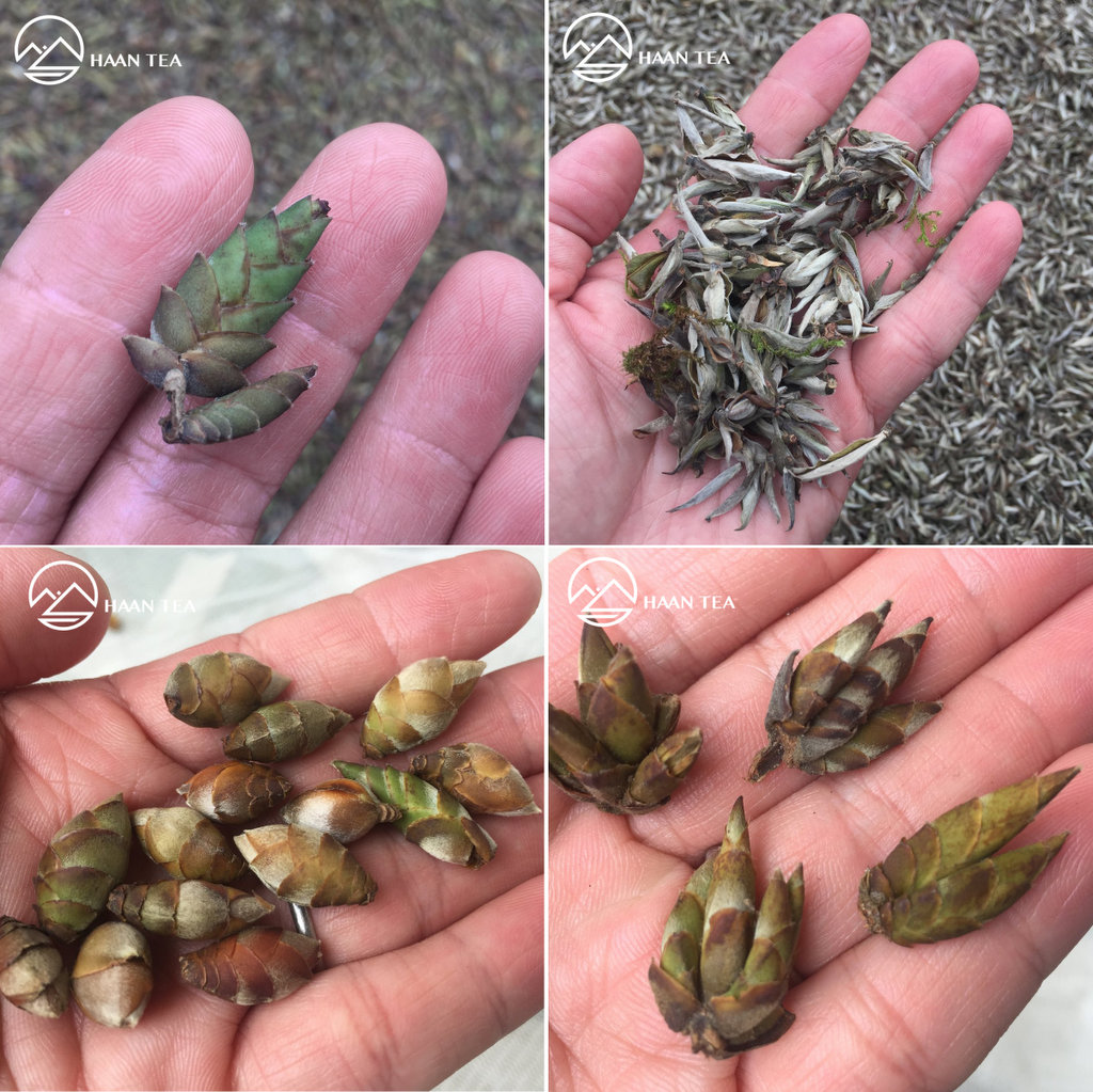 Trà Móng Rồng - Trà Măng Tím Shan Tuyết Cổ Thụ