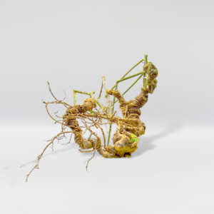 Củ Sâm Ngọc Linh Tươi – Theo Thời Giá